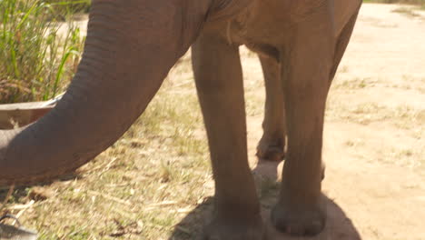 asian elephant curling its trunk