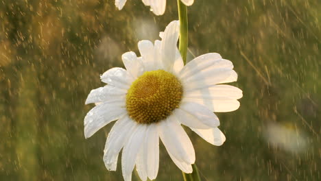 daisy in the rain