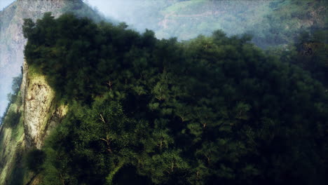 aerial view of a lush forest on a mountain cliff