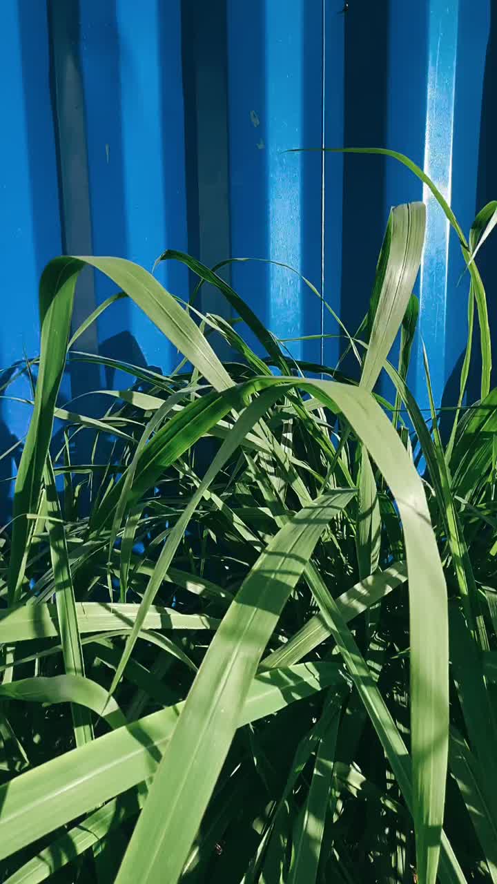 hierba verde junto a una pared azul