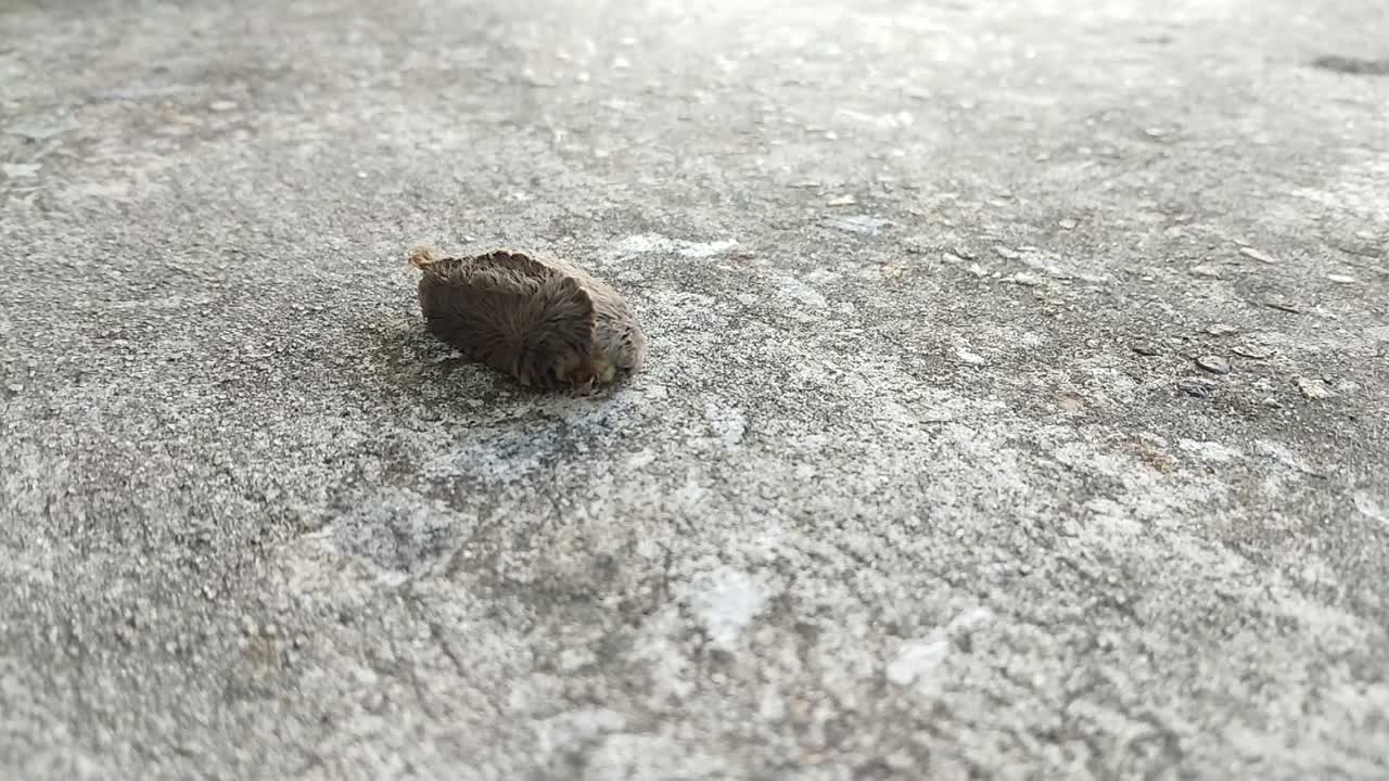 este es un video de una oruga asp también conocida como oruga puss