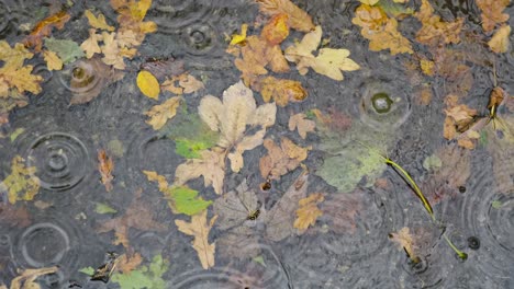 water puddle in autumn with fallen leaves in rain