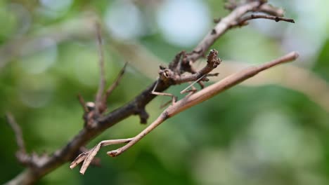 Mantis-Religiosa,-Heterochaetula-Straminea