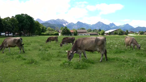 cow pasture on the alps