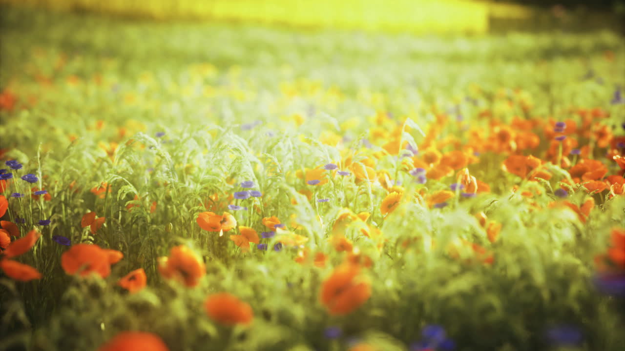Vibrant flower field with poppies and blue blossoms at sunset