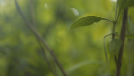 Close-Up-of-Branch-with-Green-Leaves-in-Forest-Environment