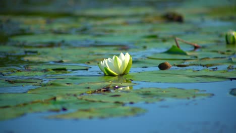 close up static shot of beautiful water lilies