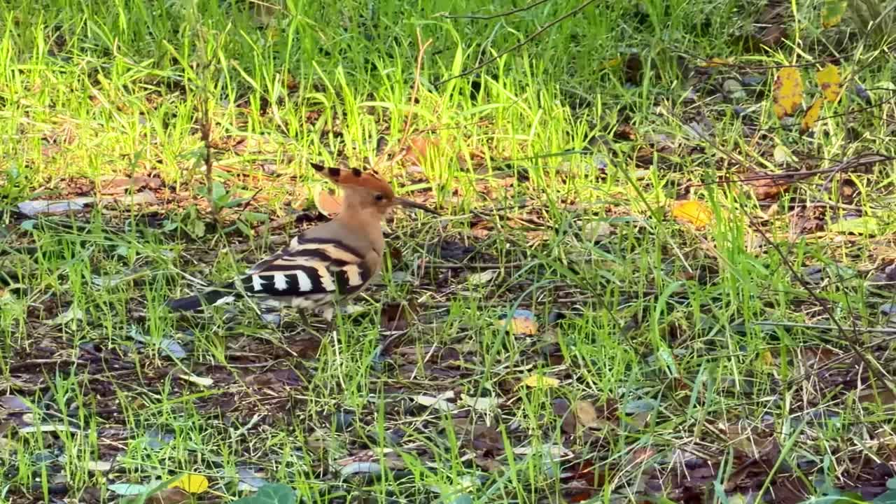 Un'upupa, Upupa epops, con la cresta abbassata, cammina sull'erba verde e becchetta il terreno per trovare insetti