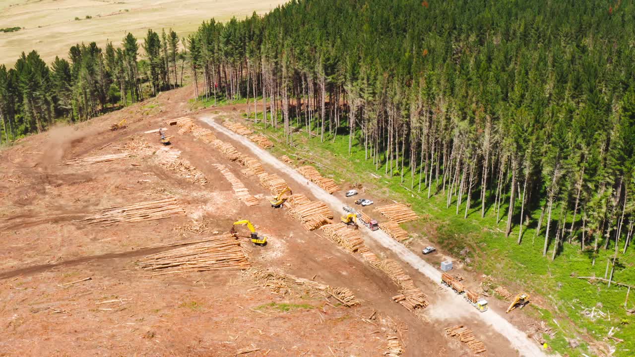 Logging industry processing location of fresh cut logs in clearcut forest, aerial