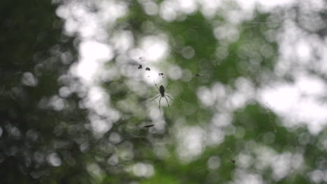 joro spider clinging on its web - trichonephila clavata - selective focus