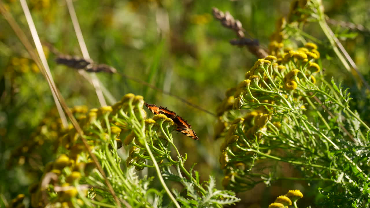 Butterfly And Bee On The Yellow Flowers In The Meadow. - closeup shot