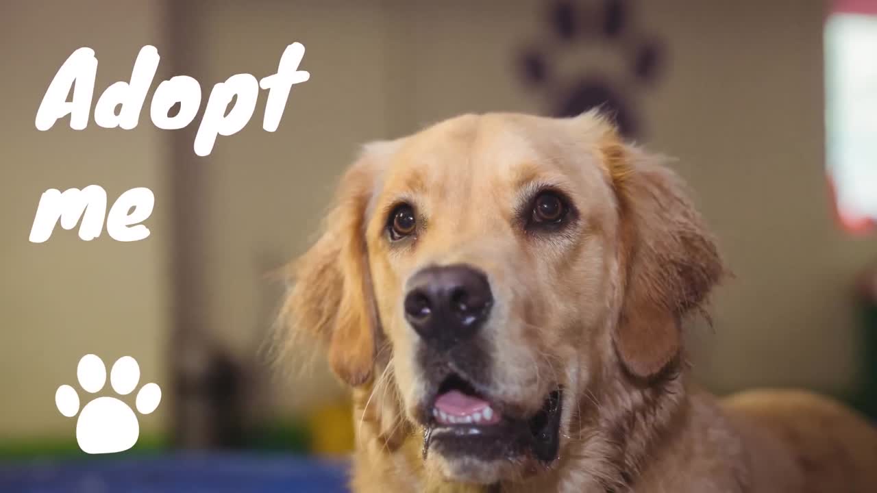 paw 아이콘과 개 위에 나를 입양 텍스트의 애니메이션