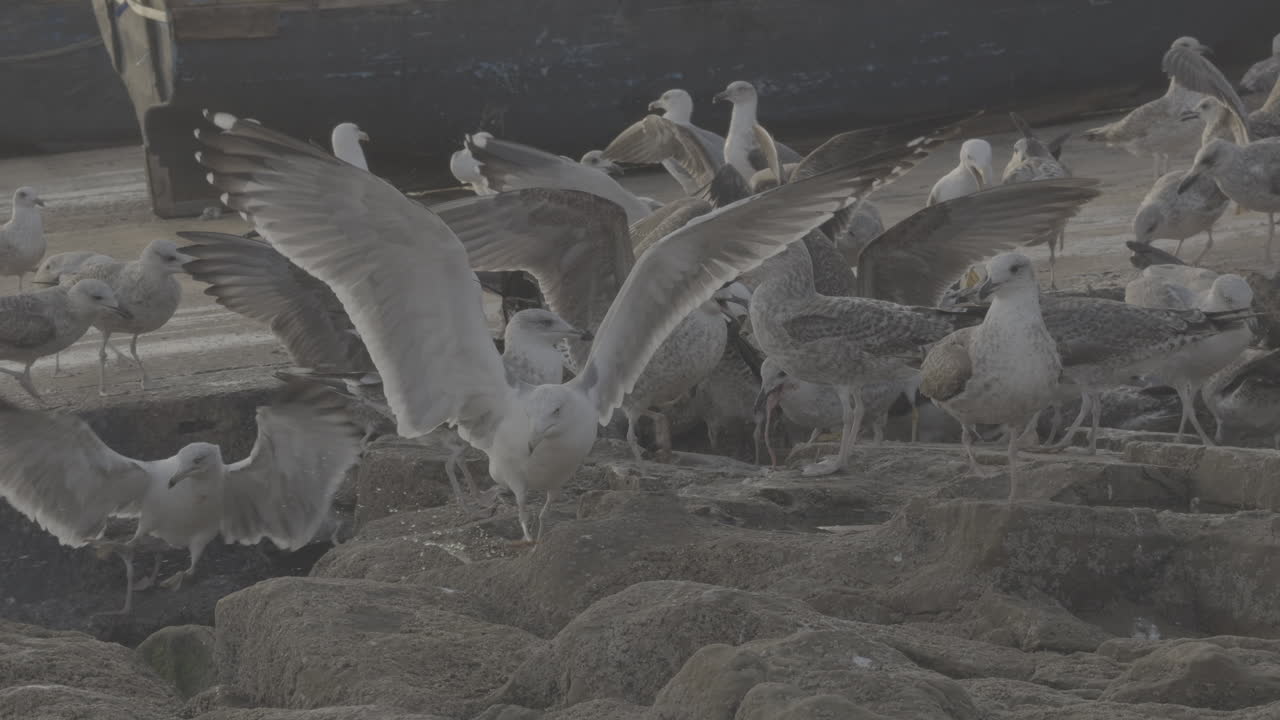 Gulls at the Harbor