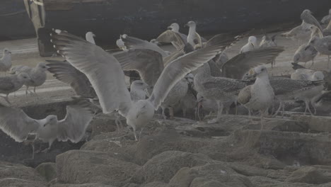 gulls at the harbor