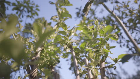 La-Planta-De-Yerba-Mate-Se-Balancea-Con-Gracia,-Resaltando-Los-Movimientos-Tranquilos-Y-Fascinantes-De-Esta-Icónica-Planta-Sudamericana.