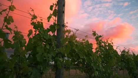 low, dolly shot from right to left of a row of vines at a vineyard during sunset dusk in waipara, new zealand