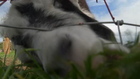 Close-Up-Of-Goat-Grazing-On-Green-Grass-In-A-Farm