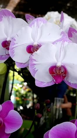 una colorida variedad de orquídeas exhibidas en el interior.