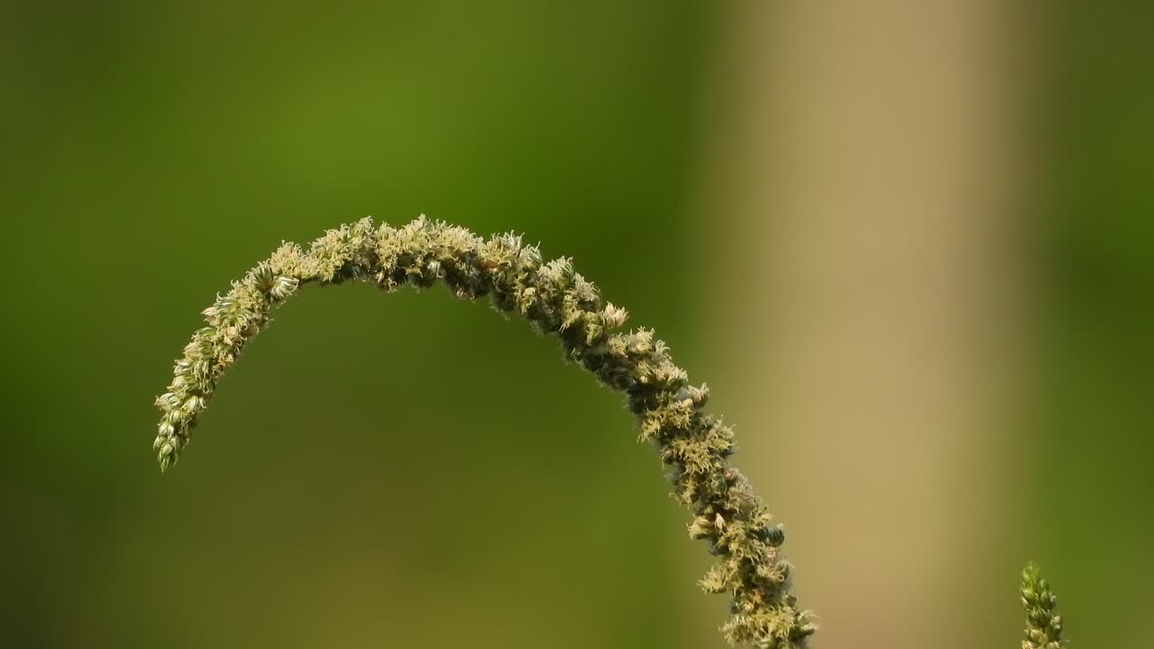 아마란트 잎 식용 씨