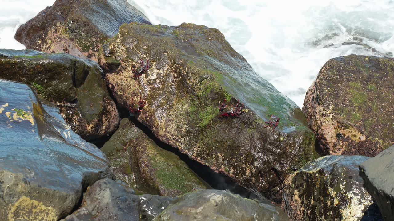 pequeños cangrejos que viven en las rocas en la orilla del mar con salpicaduras de agua del mar, movimiento estático lento