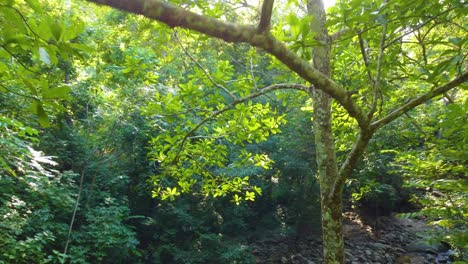 Hermosas-Vistas-Del-Bosque-Y-El-Lecho-Rocoso-Del-Río-Con-La-Luz-Del-Sol-Moteada-Atravesando-El-Dosel