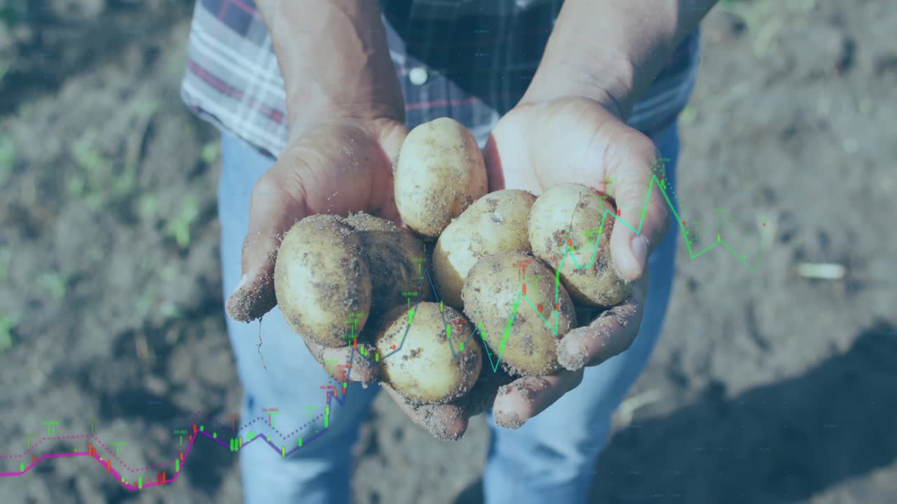 Contadino che raccoglie patate in un campo e alza le mani mostrando grafici di mercato in crescita