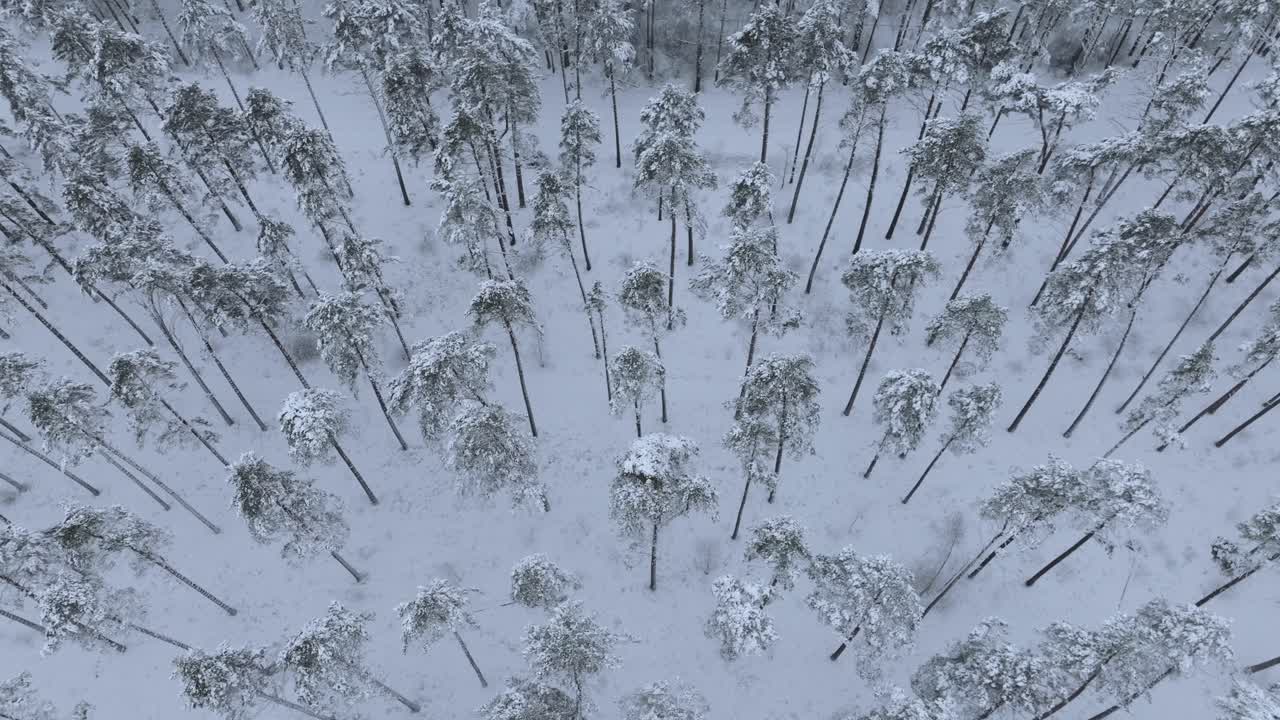 Forward-moving aerial of blizzard in tall Nordic pine forest with top-down tilt