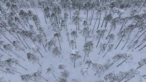 forward-moving aerial of blizzard in tall nordic pine forest with top-down tilt