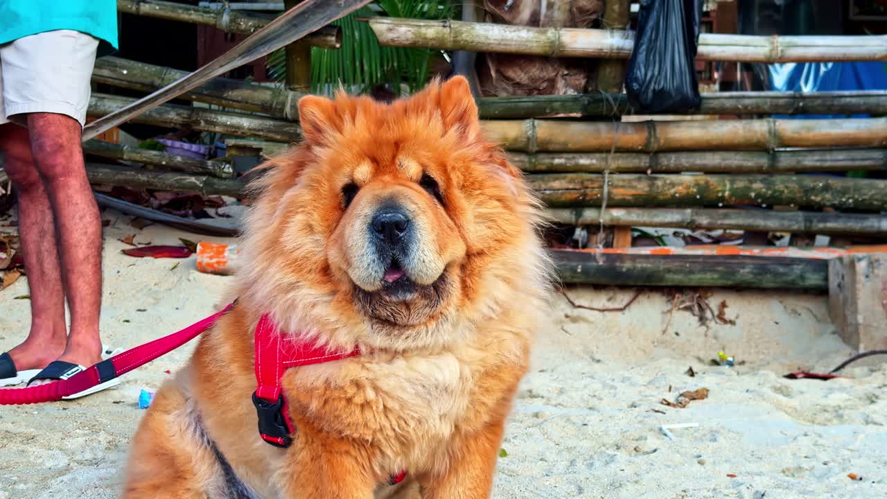 夏の砂浜に座る、ふわふわのオレンジ色のチャウチャウ犬。