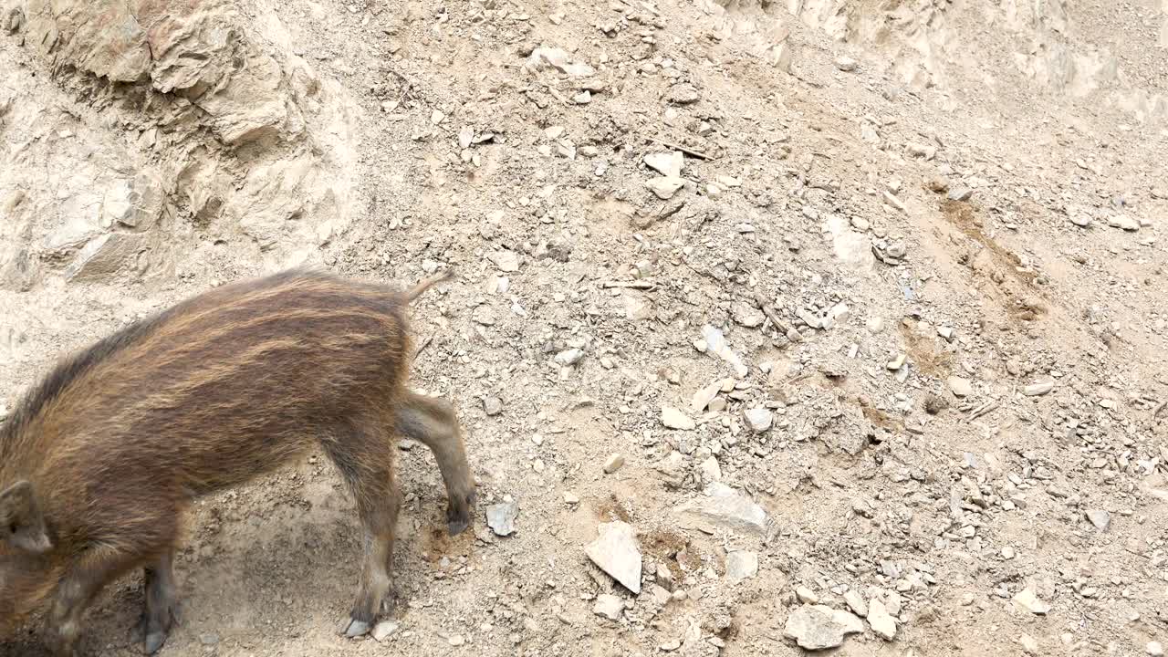Maialino Curioso Esplora Il Suo Ambiente Argilloso In Austria