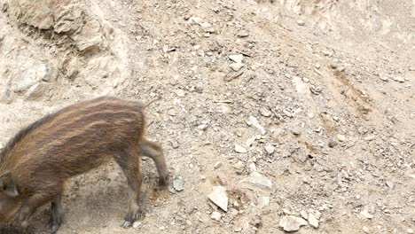 un cerdo fresco y emocionado explora su entorno de arcilla en austria