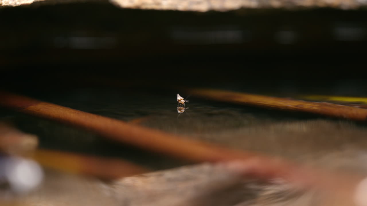 물 위를 는 질 룩