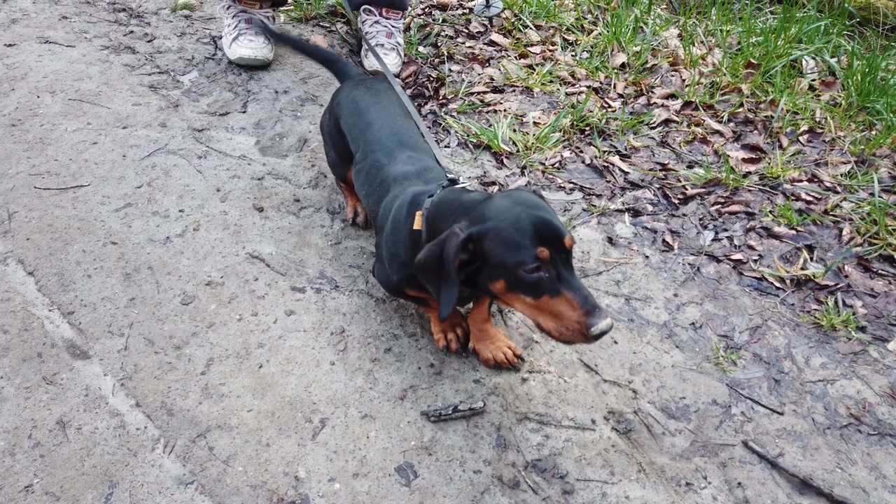 Dachshund em um passeio na floresta