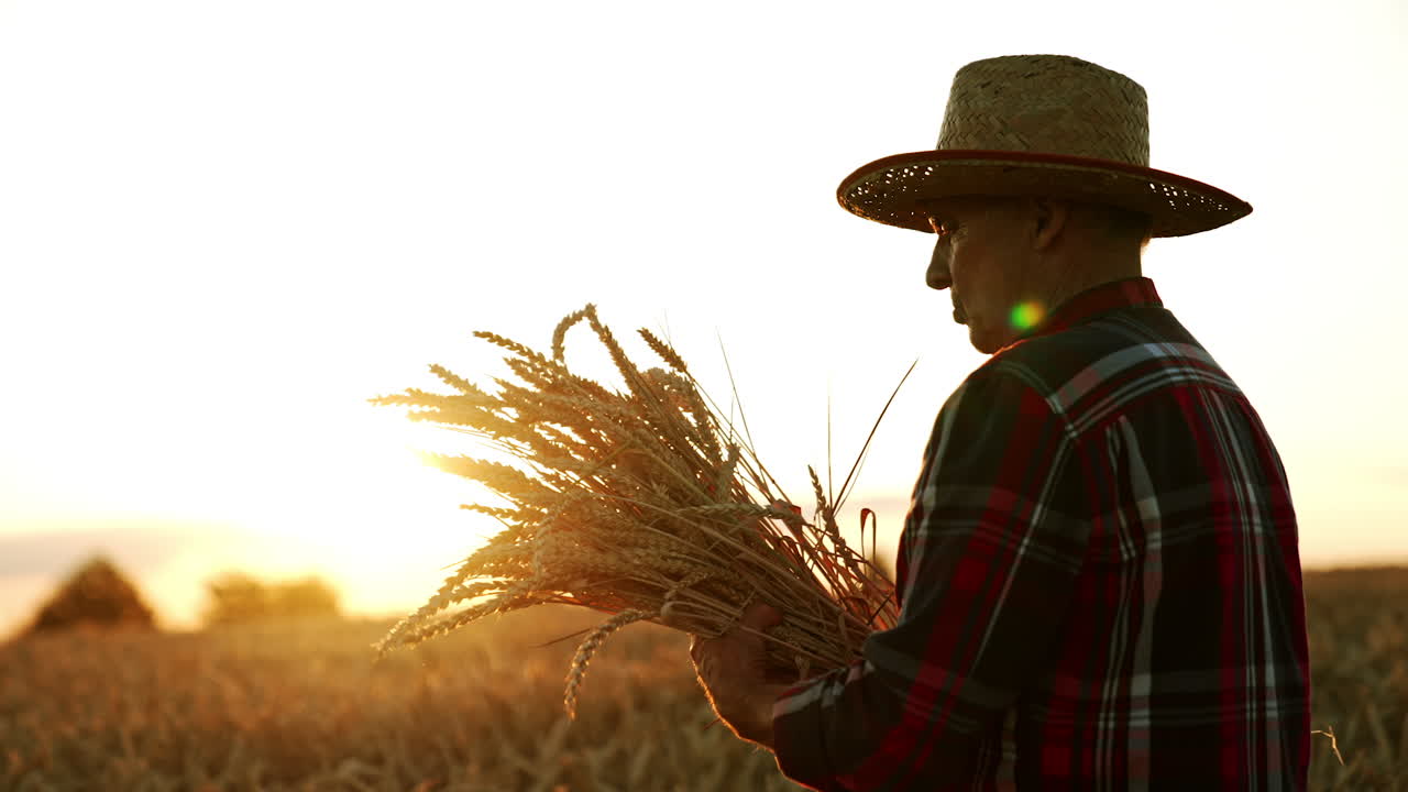 Aged male farmer has picked a big bunch of wheat ears. Man looks at the spikelets turning them in hands. Setting sun at backdrop.