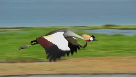 a beautiful slow motion shot of an african crested crane in flight