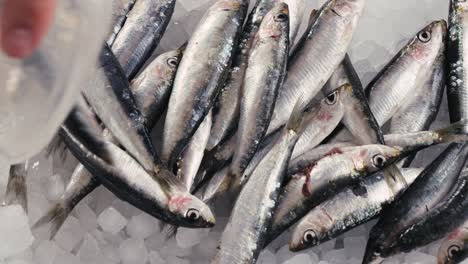 fresh sardines on ice