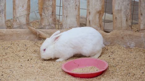 conejo blanco albino en un zoológico interactivo