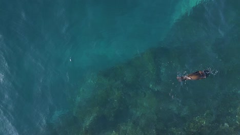 Playful-seals-spinning-on-the-surface-of-the-clear-tropical-ocean-water