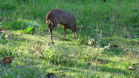 Indischer-Schweinehirsch,-Hyelaphus-Porcinus