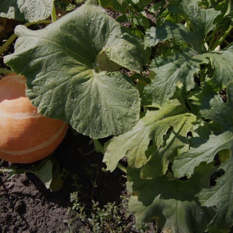 a large pumpkin matures in a garden bed 1