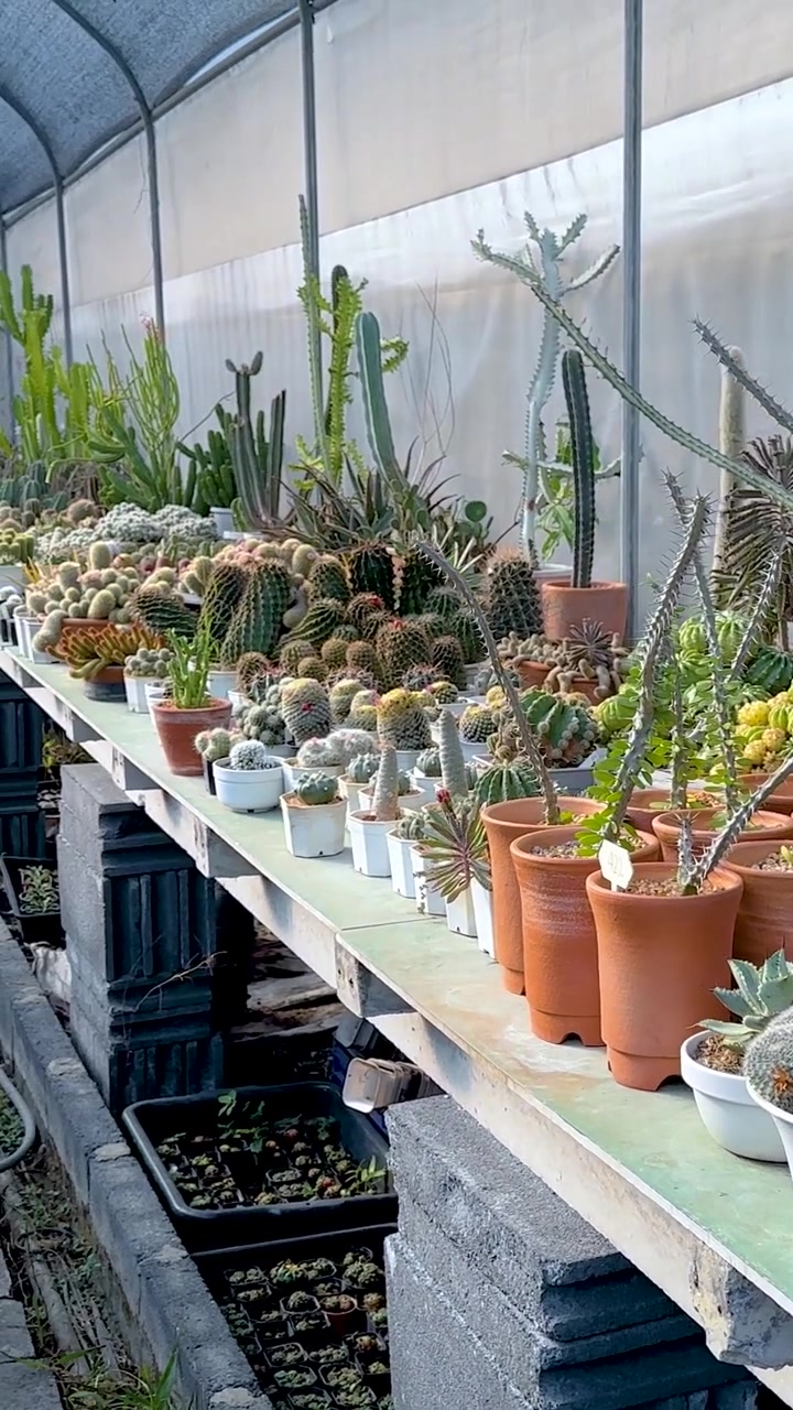 Un tranquilo recorrido por un invernadero de cactus en el Mercado Flotante Khlong Lat Mayom, mostrando diversas suculentas bajo iluminación natural.
