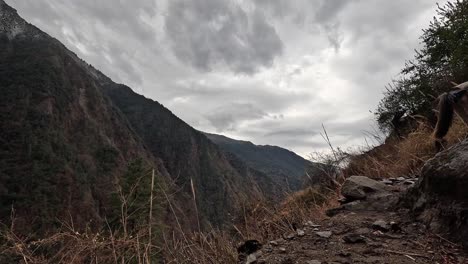 packing mules transporting goods on the trekking route lang tang trek