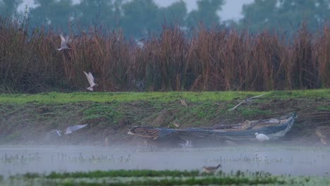 Bandada-De-Charranes-De-Río-Pescando-En-El-Lado-Del-Lago