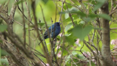 Arbusto-De-Plumas-Azules,-Ave-Empavesado-índigo,-Siéntate-En-Una-Rama-Cantando