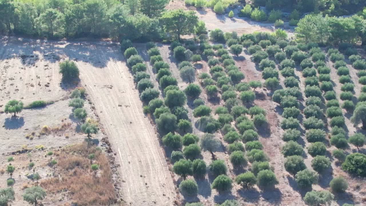 Olive groves in aerial view showcasing rural landscape in Greece