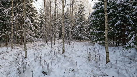 Tiro-Hacia-Adelante-Del-Bosque-De-Abetos-Cubierto-De-Nieve-Blanca-En-El-Frío-Día-De-Invierno