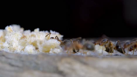 macro view of ants colony carrying food together slow motion 4k