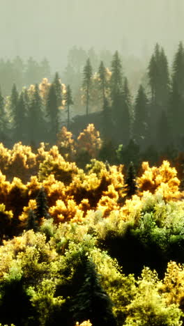 autumn forest landscape