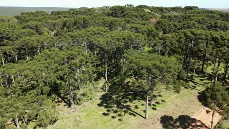 Bosque-De-Pino-Brasileño,-árbol-Típico-Del-Sur-De-Brasil,-Vista-Aérea