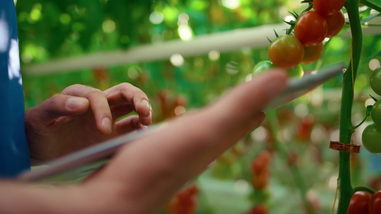 농장에서 기술용 태블릿으로 채소의 품질을 확인하는 농부